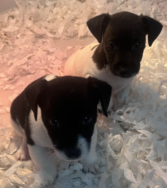 Tiny short legged Jackrussell pups for sale in Skegness, Lincolnshire - Image 4