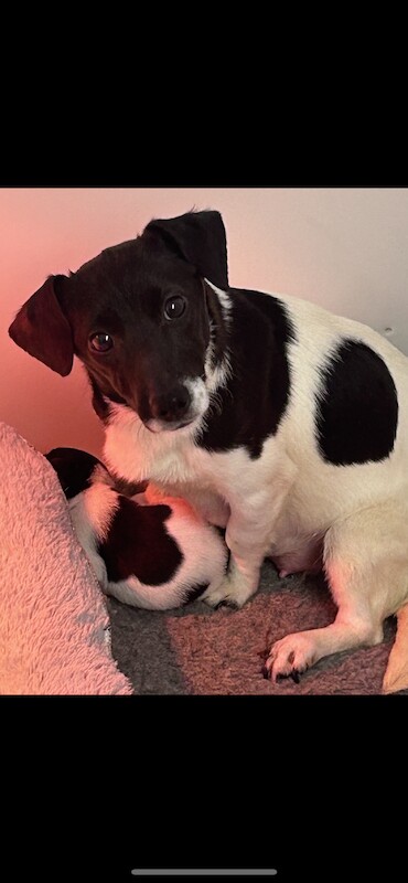 Tiny short legged Jackrussell pups for sale in Skegness, Lincolnshire - Image 5