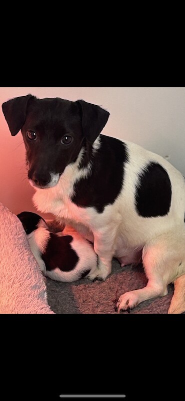 Tiny short legged Jackrussell pups for sale in Skegness, Lincolnshire - Image 6