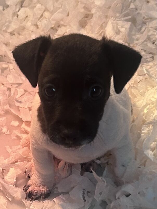Tiny short legged Jackrussell pups for sale in Skegness, Lincolnshire - Image 7