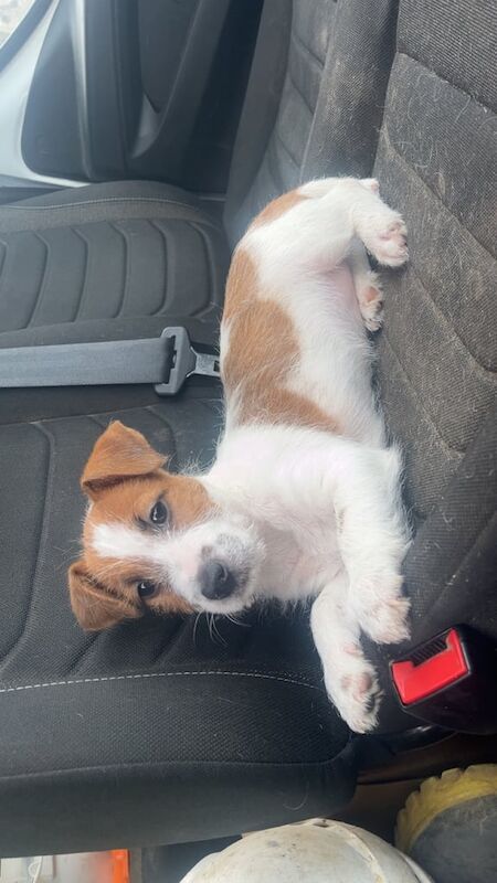 Jack Russell puppies for sale in Havant, Hampshire – 3 months old