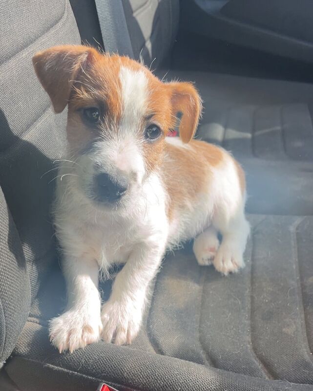 Jack Russell puppies for sale in Havant, Hampshire – 3 months old - Image 3 of 3