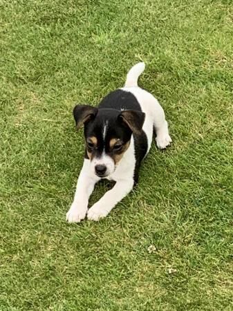 Jack Russell Terrier puppies for sale in Llandovery/Llanymddyfri, Carmarthenshire – 1 year old - Image 1 of 5