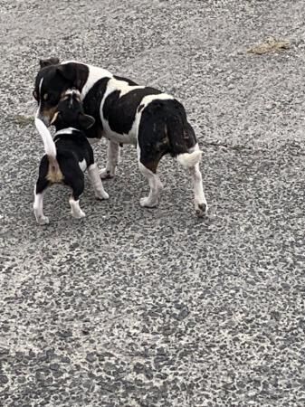 Jack Russell Terrier puppies for sale in Llandovery/Llanymddyfri, Carmarthenshire – 1 year old - Image 3 of 5