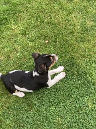 Jack Russell Terrier puppies for sale in Llandovery/Llanymddyfri, Carmarthenshire – 1 year old - Image 4 of 5
