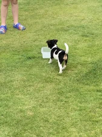 Jack Russell Terrier puppies for sale in Llandovery/Llanymddyfri, Carmarthenshire – 1 year old - Image 5 of 5