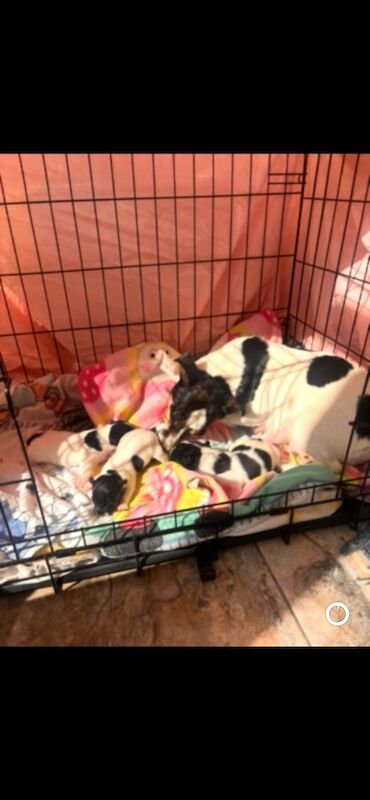 Traditional jack russell puppies