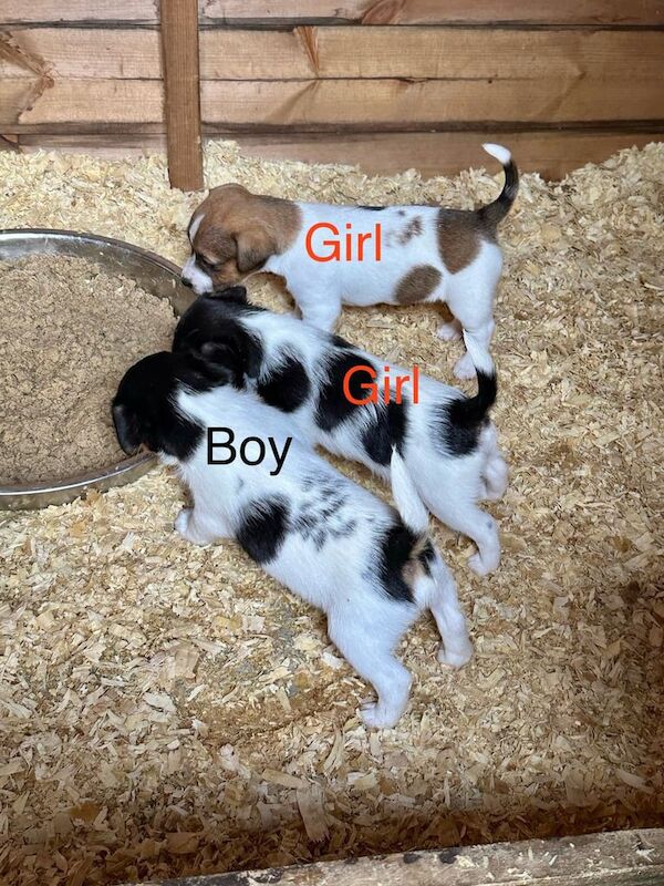 Jack Russell Terrier puppies for sale in Fareham, Hampshire – 10 months old - Image 1 of 3