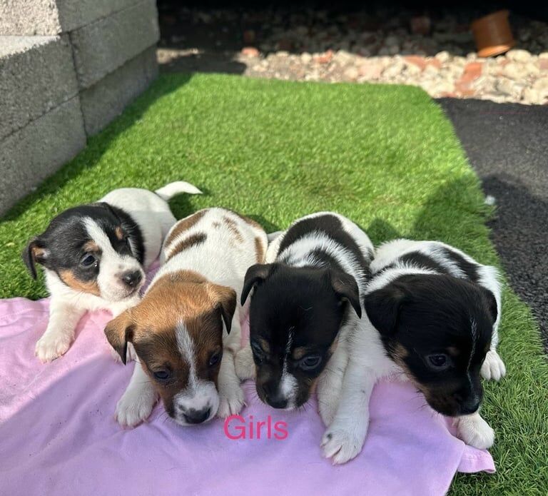 Jack Russell Terrier puppies for sale in Fareham, Hampshire – 10 months old - Image 2 of 3