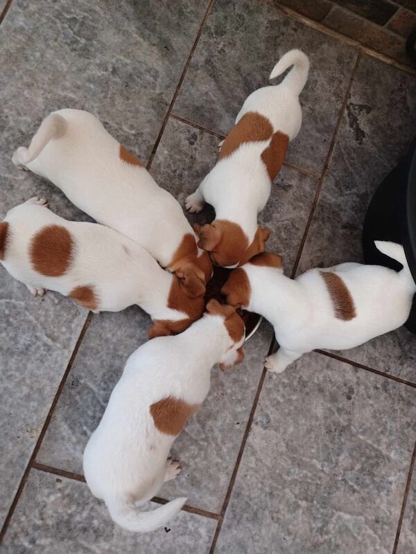 Traditional Jack Russell puppies for sale in Bolton, Greater Manchester