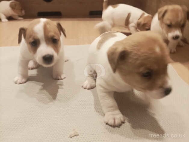 Jack Russell Terrier puppies for sale in Sandbach, Cheshire – 1 year old - Image 1 of 5