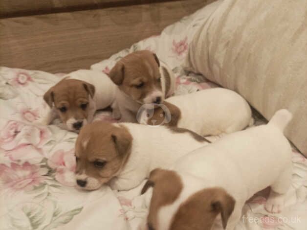 Jack Russell Terrier puppies for sale in Sandbach, Cheshire – 1 year old - Image 2 of 5