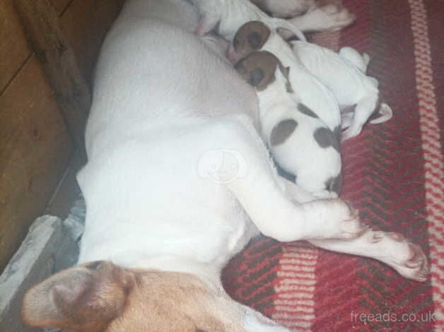 Jack Russell Terrier puppies for sale in Sandbach, Cheshire – 1 year old - Image 3 of 5