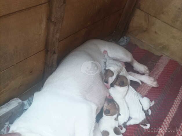 Jack Russell Terrier puppies for sale in Sandbach, Cheshire – 1 year old - Image 4 of 5