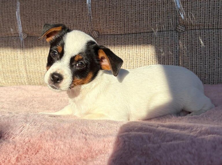 Jack Russell Terrier puppies for sale in Chichester, West Sussex – 9 weeks old