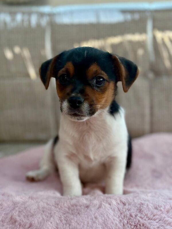 Jack Russell Terrier puppies for sale in Chichester, West Sussex – 9 weeks old - Image 2 of 3