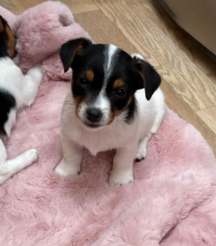 Jack Russell Terrier puppies for sale in Chichester, West Sussex – 9 weeks old - Image 3 of 3