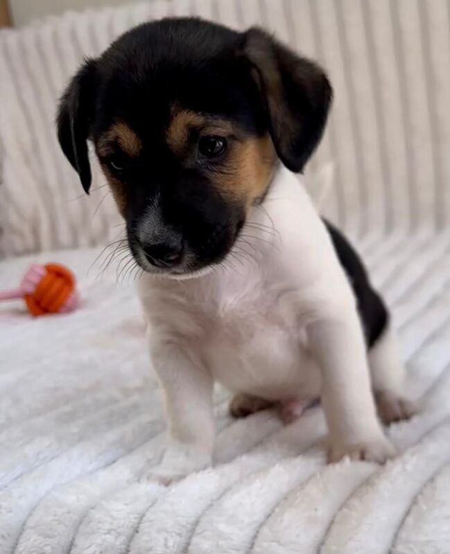 Traditional Miniature Jack Russell Terrier Puppies… for sale in Chichester, West Sussex