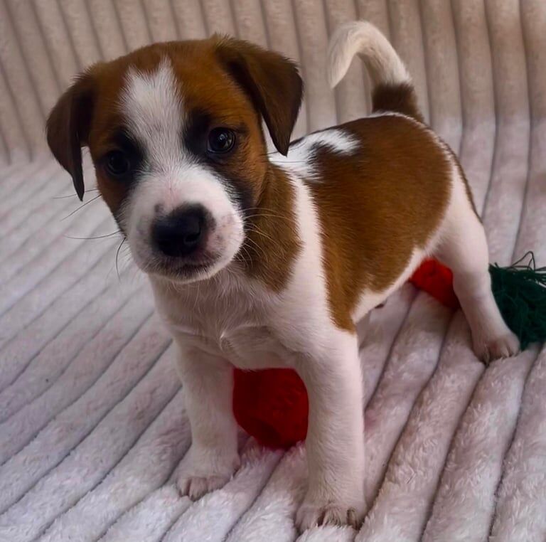 Traditional Miniature Jack Russell Terrier Puppies… for sale in Chichester, West Sussex | Image 2