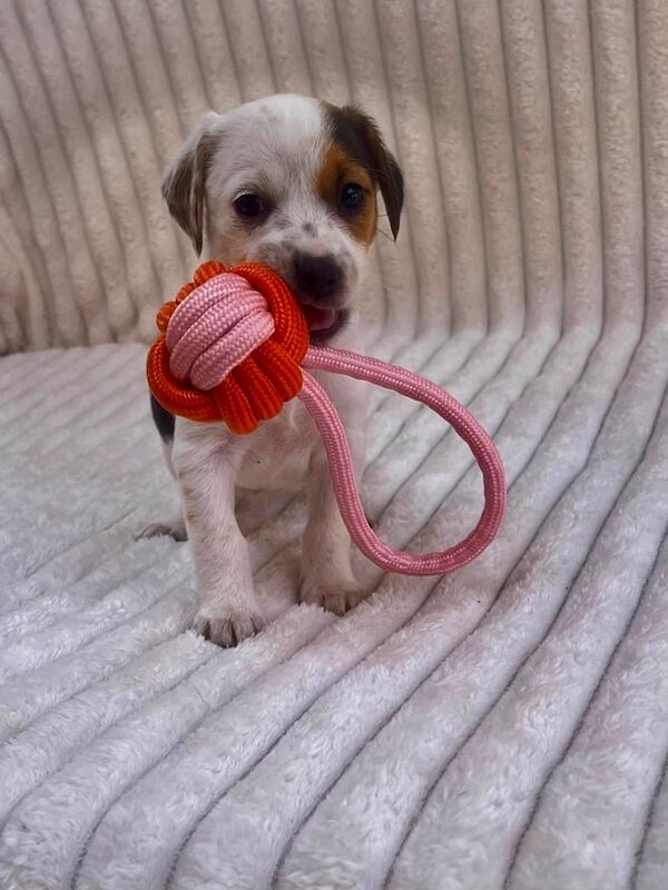 Traditional Miniature Jack Russell Terrier Puppies… for sale in Chichester, West Sussex | Image 3