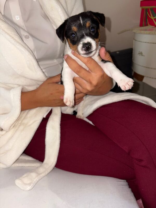Jack Russell Terrier puppies for sale in Exhall, Warwickshire – 11 weeks old - Image 2 of 3