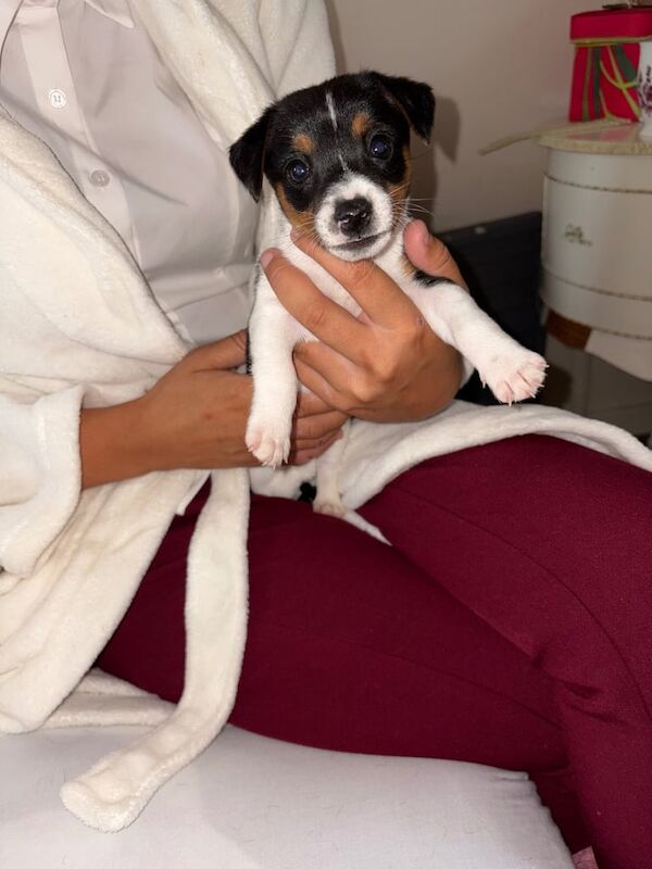 Jack Russell Terrier puppies for sale in Exhall, Warwickshire – 11 weeks old - Image 3 of 3
