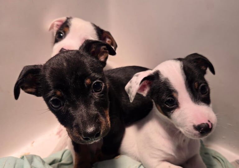 Jack Russell Terrier puppies for sale in Earlston, Ayrshire and Arran – 11 weeks old - Image 2 of 4