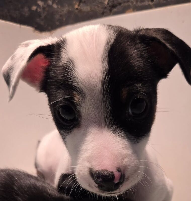 Jack Russell Terrier puppies for sale in Earlston, Ayrshire and Arran – 11 weeks old - Image 4 of 4