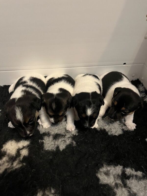 Tri Coloured Jack Russell Puppies