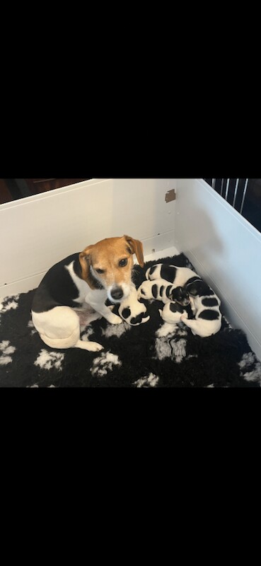 Tri Coloured Jack Russell Puppies - Image 2 of 3