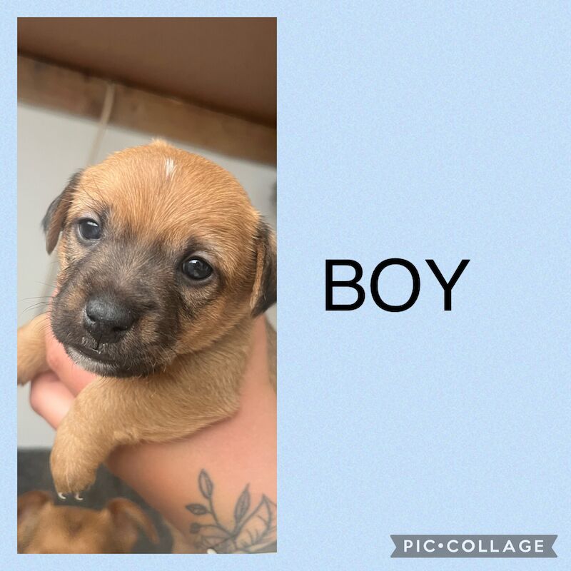 Tricoloured JRT Puppies For Sale! Jack Russell Puppies For Sale in