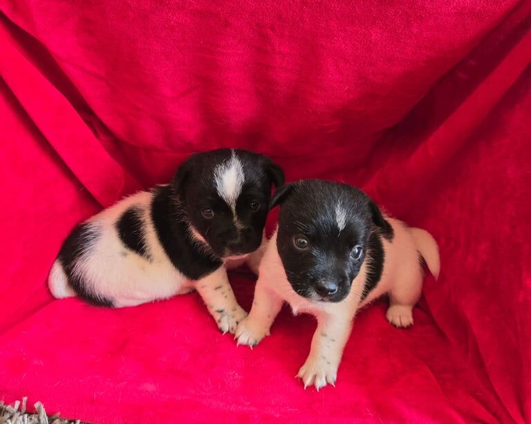 Jack Russell puppies for sale in Poole, Dorset – 5 weeks old