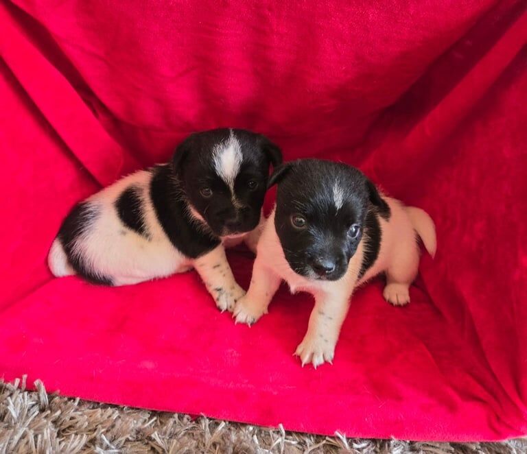 Jack Russell puppies for sale in Poole, Dorset – 5 weeks old - Image 2 of 3