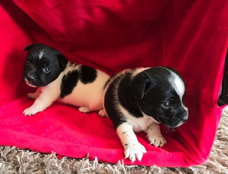 Jack Russell puppies for sale in Poole, Dorset – 5 weeks old - Image 3 of 3