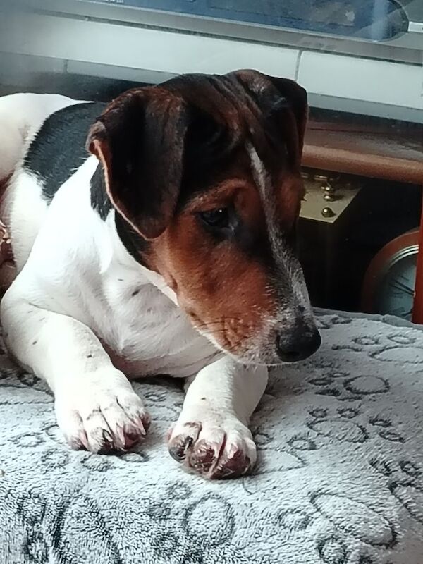 Jack Russell puppies for sale in Gloucestershire – 3 months old