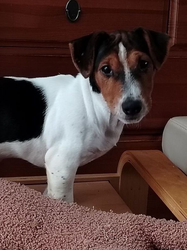 Jack Russell puppies for sale in Gloucestershire – 3 months old - Image 2 of 5