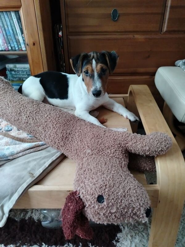 Jack Russell puppies for sale in Gloucestershire – 3 months old - Image 3 of 5