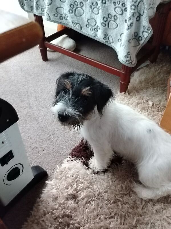 Jack Russell puppies for sale in Gloucestershire – 3 months old - Image 4 of 5