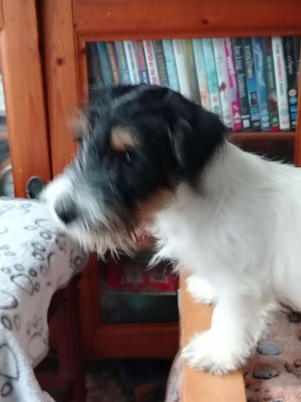 Jack Russell puppies for sale in Gloucestershire – 3 months old - Image 5 of 5