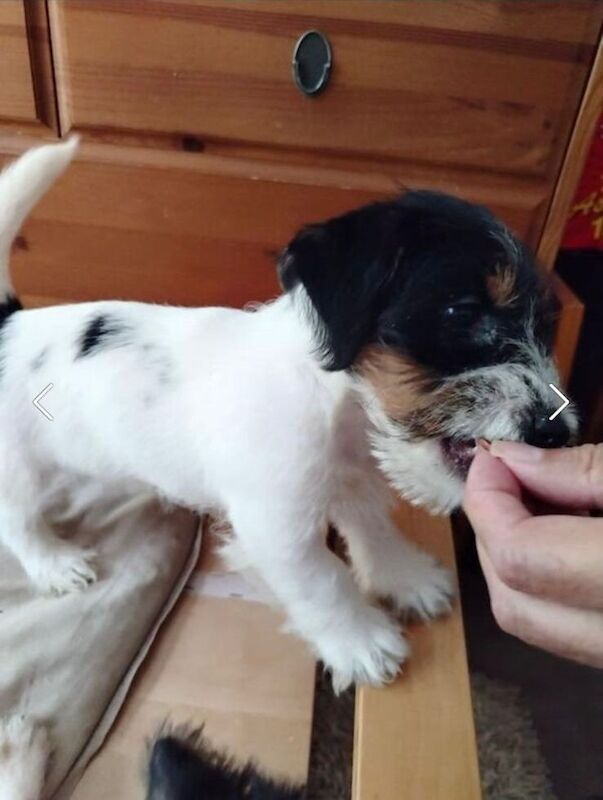 Jack Russell puppies for sale in Gloucestershire – 3 months old