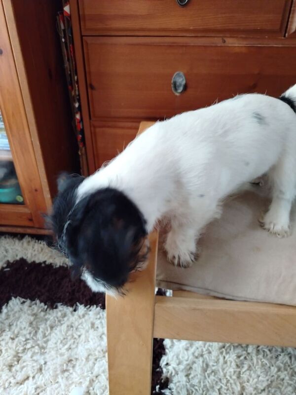 Jack Russell puppies for sale in Gloucestershire – 3 months old - Image 2 of 6