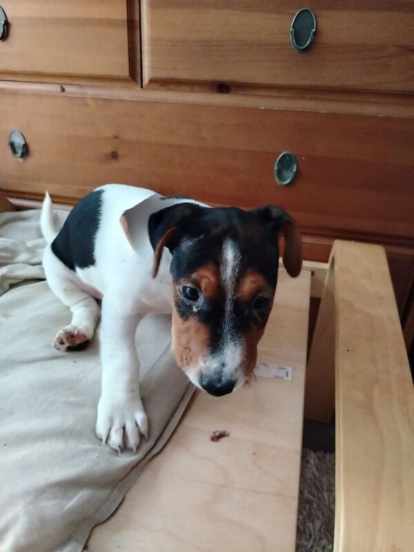 Jack Russell puppies for sale in Gloucestershire – 3 months old - Image 3 of 6