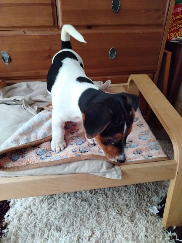 Jack Russell puppies for sale in Gloucestershire – 3 months old - Image 4 of 6
