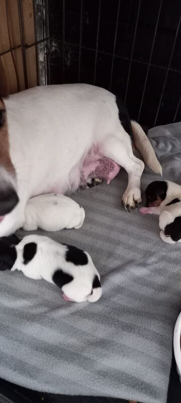 Jack Russell puppies for sale in Gloucestershire – 3 months old - Image 5 of 6