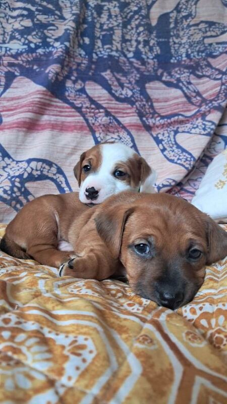 Two gorgeous male Jack Russells.