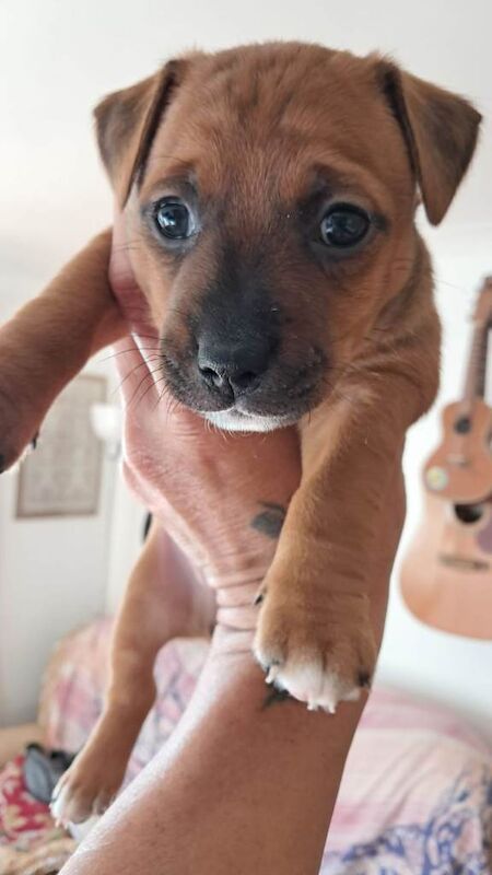 Two gorgeous male Jack Russells. - Image 2 of 3