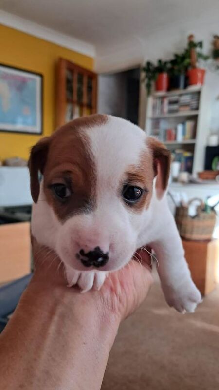 Two gorgeous male Jack Russells. - Image 3 of 3