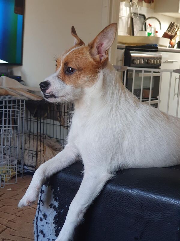 Two jack Russell's one male one female for sale in Huntingdon, Cambridgeshire | Image 2