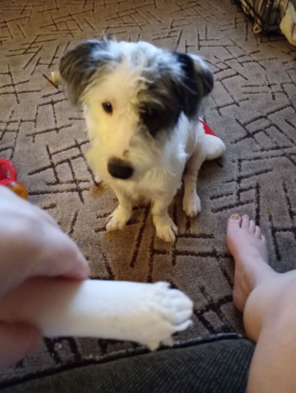 Two jack Russell's one male one female for sale in Huntingdon, Cambridgeshire | Image 3
