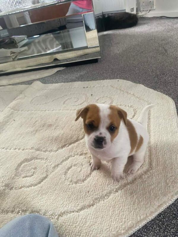 Two miniature Jack Russell x puppies